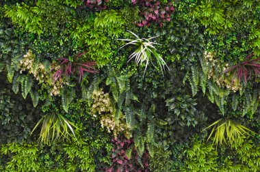 Bitkilerle dolu bir duvar, duvar kağıdı ve yeşil malzemeden yapılmış bir arka plan. Doğa ekicili bir duvar.