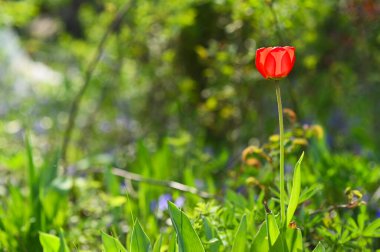 Yeşil çimlerin üzerinde güneşte bir kırmızı lale. bahar arkaplanı. 