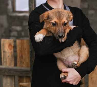 Bir adamın ellerinde bir köpek yavrusu portresi.