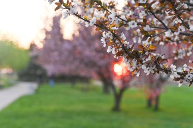 pink blossoms of Sargent's cherry.  clipart