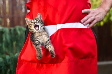 Önlüğünün cebine güzel bir kedi yavrusu girdi.