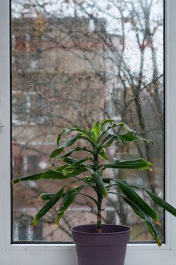 Pencere kenarındaki güzel kokulu Dracena Massangeana. Saksı evi bitkisi...
