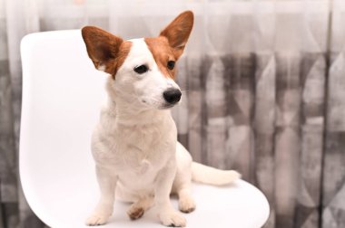 Bir Jack Russell Terrier köpeği bir apartmanda sandalyede oturuyor.