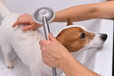 Jack Russell Terrier 'ın köpeği banyoda yıkanır.