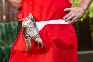 Komik kedi yavrusu cebine girmiş.