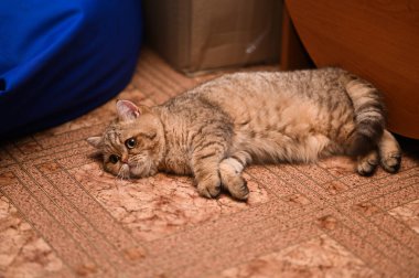 Yerde yatan bir kedinin portresi