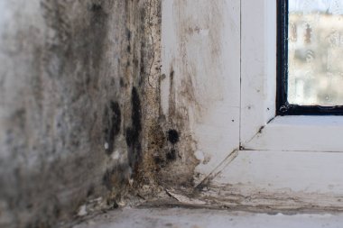 Penceredeki küf. Konsept