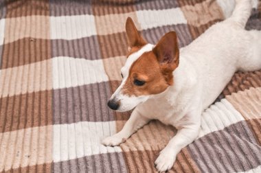 Evdeki kanepede güzel bir Jack Russell köpeği yatıyor.