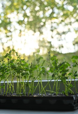 Bezelye mikro yeşillikleri büyür.. 