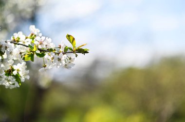 Beyaz çiçek açan ağaç çiçeklerinin bahar arkaplanı. 
