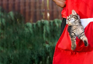 Cebinde oynayan komik kedi yavrusu.