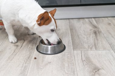 Beyaz ve kahverengi Jack Russell kaseden köpek maması yiyor.. 