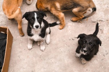 Melez köpekler. Köpek yavruları kameraya bakıyor.