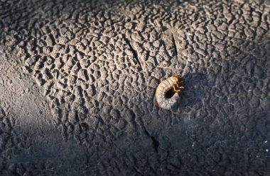 Mayıs böceği larvası. Melolontha