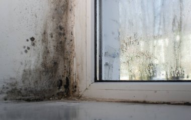 Islak plastik pencerelerde küf. 