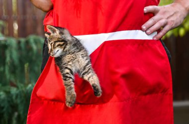 Sevimli kedi yavrusu kırmızı önlük cebinden neşeli bir şekilde dışarı bakıyor, yürek ısıtan ve komik bir sahne yaratıyor. Küçük kedinin konsept cazibesi ve yaramazlığı, hayvan severler ve mizahi temalar için mükemmeldir.