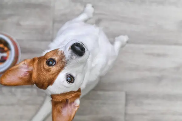 Jack Russell Terrier arka pençeleri üzerinde duruyor, merakı ve oyunculuğu ile yukarı bakıyor. Melezin enerjik ve büyüleyici kişiliğini yakalar, evcil hayvan, mizah ve hayvan maskaralıkları için mükemmeldir..