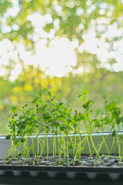 Güneşli bir pencere pervazında büyüyen bezelyelerin dikey fotoğrafı. Ev işlerinin sadeliği ve güzelliği, sağlıklı yaşam, taze ürün ve kendi yiyeceğini yetiştirme sevincinin altını çizmek.
