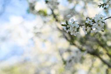 Bahar çiçekleriyle dolu bir ağaç dalı doğanın uyanışını simgeliyor. Çiçek, yenilenme ve büyümenin güzelliğini, canlı renkleri ve bahar mevsiminin taze enerjisini temsil eder..