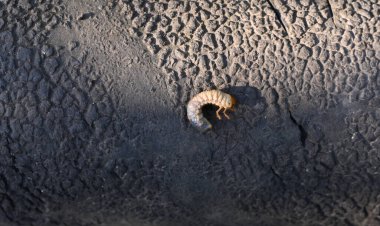 Mayıs böceği larvası. 