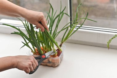 Taze malzemeler için soğan ve makas kesiyorum. Yeşiller her yemeğin lezzet ve besin değeri ile dolu olduğundan emin olun, doğrudan evinizin bahçesinden. Makasla soğan tüylerini kes