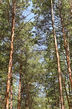 Uzun çam ağaçları olan bir orman. dikey