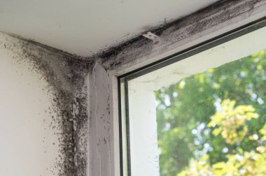 Mantar pencerenin kalıbıdır..