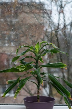 Pencere kenarındaki güzel kokulu Dracena Massangeana. Bir saksı ev bitkisi.. dikey