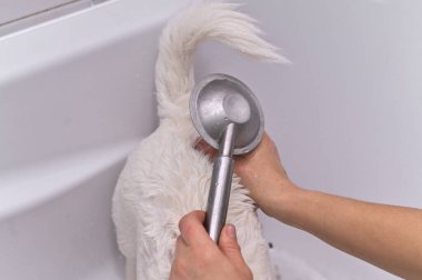 Yürüyüşten sonra banyo yapan köpek. Hayvan bakımı konsepti. Jack Russell Terrier yürüyüşten sonra yıkanır..