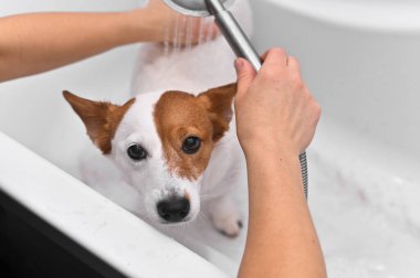 Köpek Jack Russell küvette banyo yapıyor.