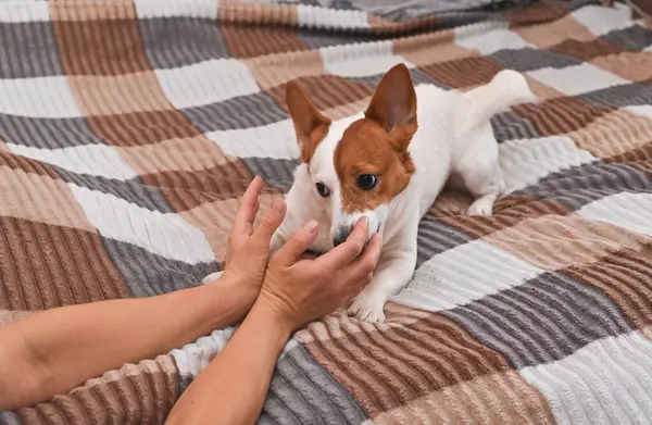 Bir kadın Jack Russell teriyer köpeğine sataşıyor.