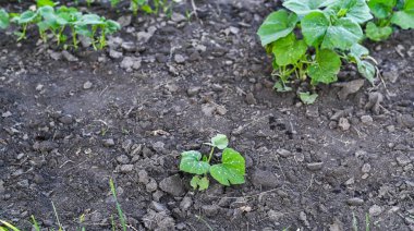 Bahçede genç bir kabak bitkisi