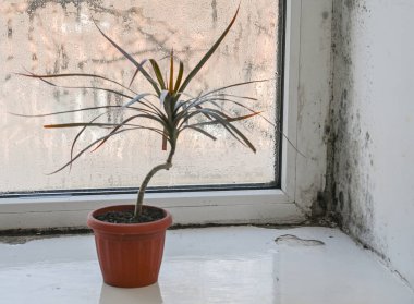 Yüksek nem nedeniyle ıslak bir pencerede kalıplar oluşuyor. Pencere pervazında kapalı bitkiler