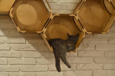 Bir kedi duvarda asılı bir rafta uyur.