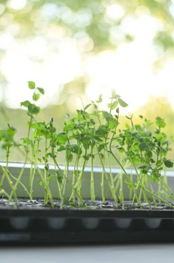 Tencerede mikroçimler. Yeşil bezelye filizleri. 