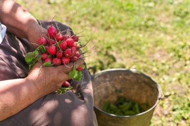 Bahçeden yeni toplanmış turplar yaşlı bir kadının kadınsı ellerinde.