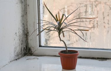 Yüksek nem nedeniyle ıslak bir pencerede kalıplar oluşuyor. Pencere pervazında kapalı bitkiler var. Penceredeki nem artışı