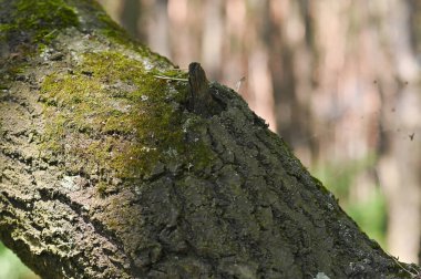 Çam ağacının gövdesinin bir kısmı yosunlu yakın plan çekimdir.