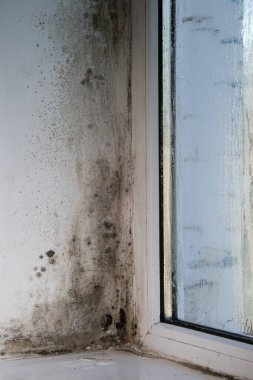 Penceredeki küf. dikey