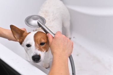 Banyoda yürüdükten sonra köpeğe banyo yaptırmak.