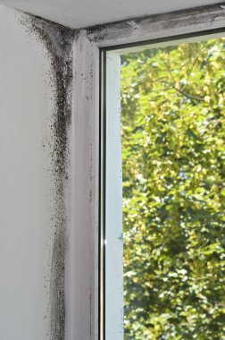 Plastik bir pencerenin köşesindeki küf.