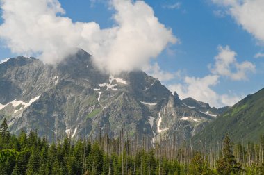 Kozalaklı orman engin mavi gökyüzünün altındaki kayalık dağlara doğru uzanıyor. Dokunulmamış güzellikler, dingin sahneleri tamamlayan beyaz bulutlar..