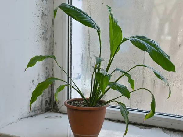 Yüksek nem nedeniyle ıslak bir pencerede mantar küf oluşur. Pencere pervazında kapalı bitkiler var. Dairede siyah küf