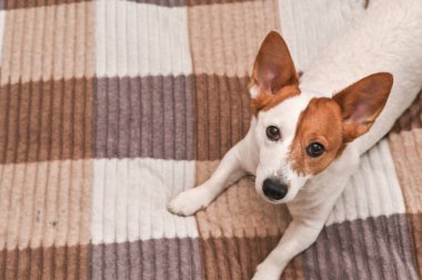 Jack Russell koltukta, kameraya bakıyor.