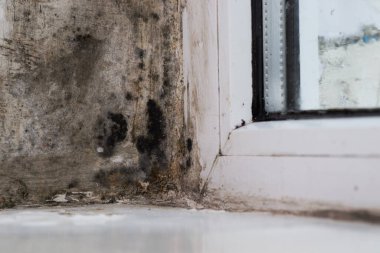 Plastik bir pencerede küf mantarı