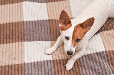 Kanepede güzel Jack Russell köpeği