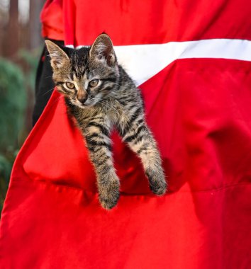 Önlük cebinde güzel bir kedi yavrusu. 