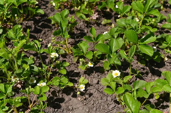 Genç çilek çiçekleri büyüme mevsiminin başlangıcını, çiçekten meyveye geçişi simgeliyor. Bahar başındaki çilek çiçekleri yaz meyveleri vaat ediyor, organik bahçe ortamında taze büyüme 