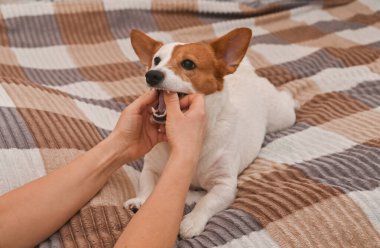 Köpek sahibiyle oynuyor ve ellerini ısırıyor.