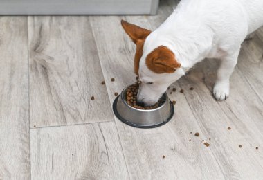 Beyaz ve kahverengi köpek metal kaseden köpek maması yiyor..